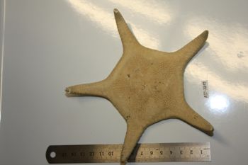 Media type: image;   Invertebrate Zoology AST-3819 Description: Preserved specimen.;